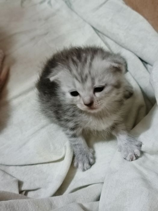 Котята скоттиш вислоухие