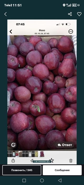 Яблоки оптом в регионы