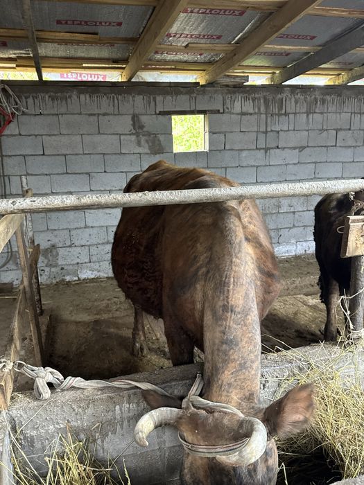 Продам корову  жирную