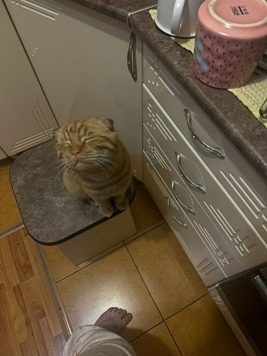 Ищем кошку для вязки