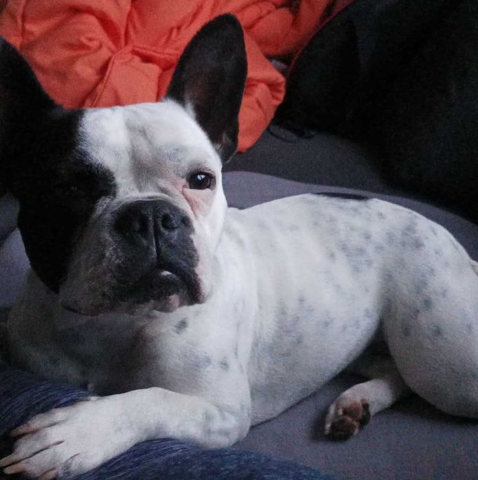 Породисти кучета