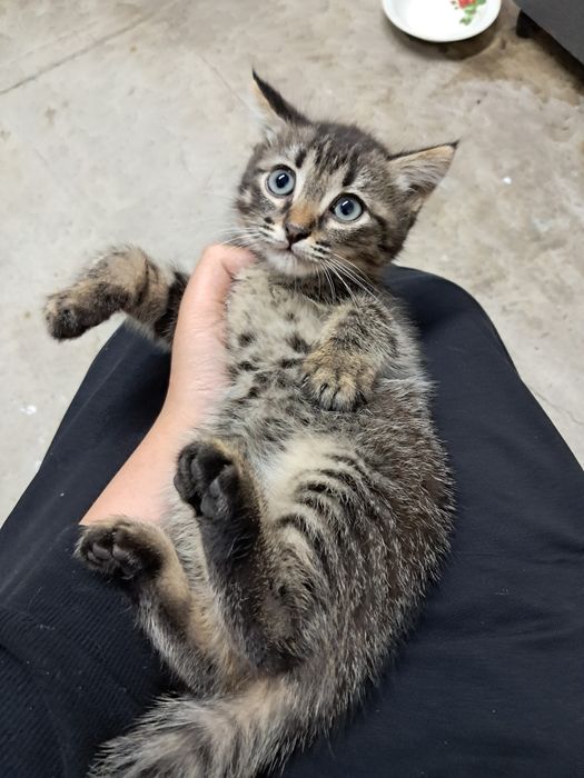 Продам котят шотландской породы, девочки.