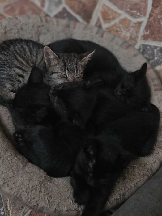 Se dă spre adopție pisicuțe
