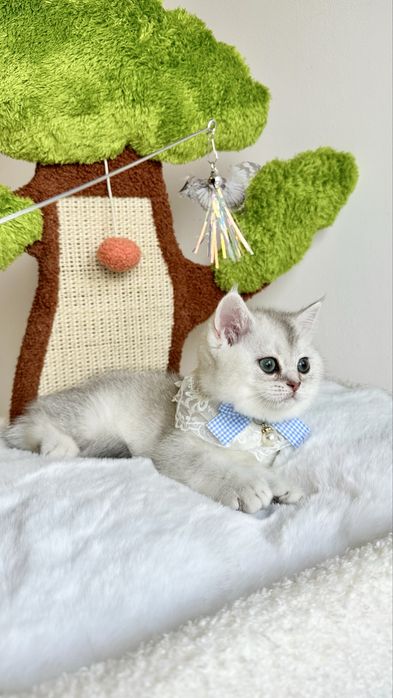 Fetita British Shorthair Chinchilla Silver - Certificat pedigree