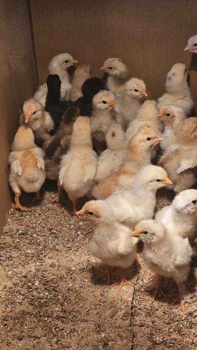 Големи пуйки за празниците, кокошки