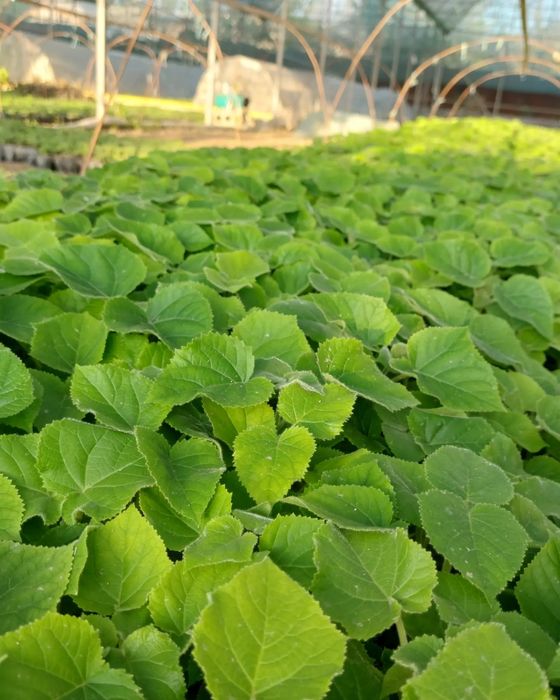 Павловния ФТЕ ва М1 нихоллари