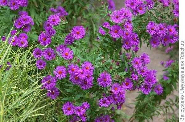 цветы многолетние