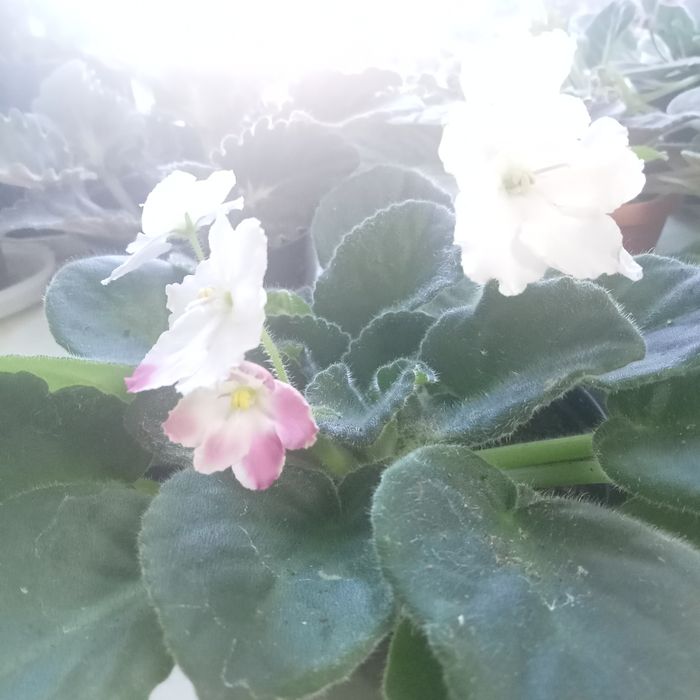 Комнатные растения