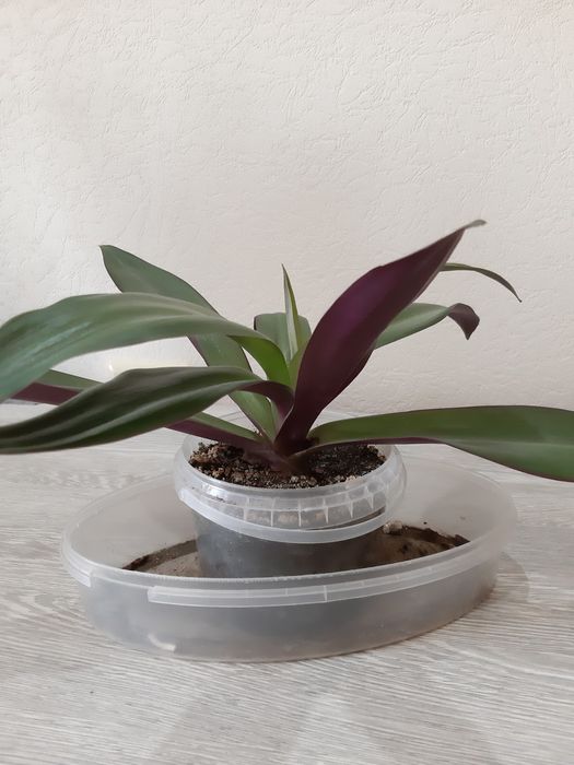 Комнатные цветы. Рео