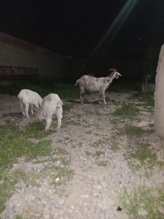 Парода Ешкі сатылады