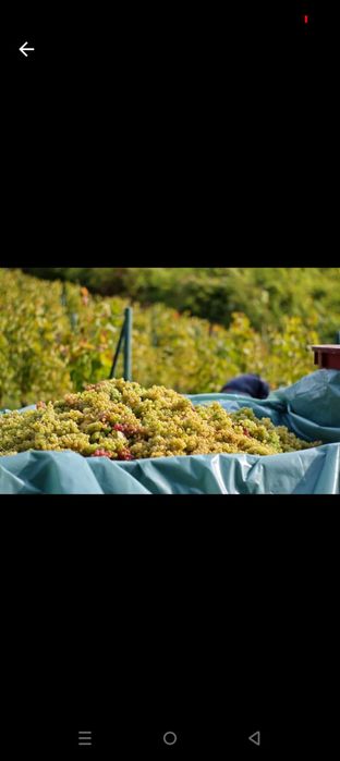 Vand struguri de vin