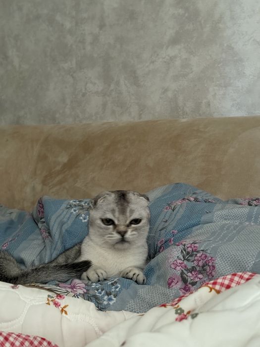 Серебристая шиншилла