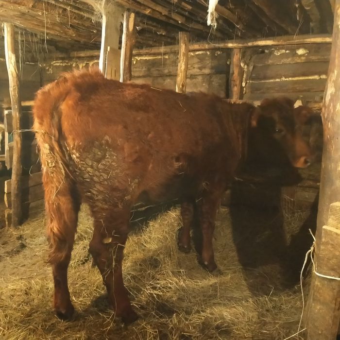 Продам телку срочно или обмен на корову