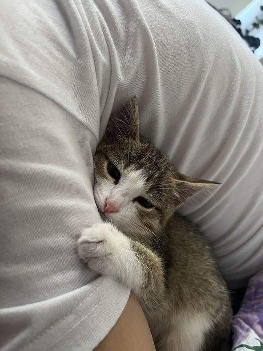 Котенок (читать описание)