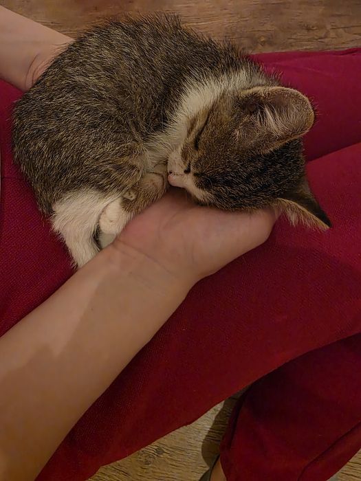 Котик 3 месяца, отдам в добрые руки