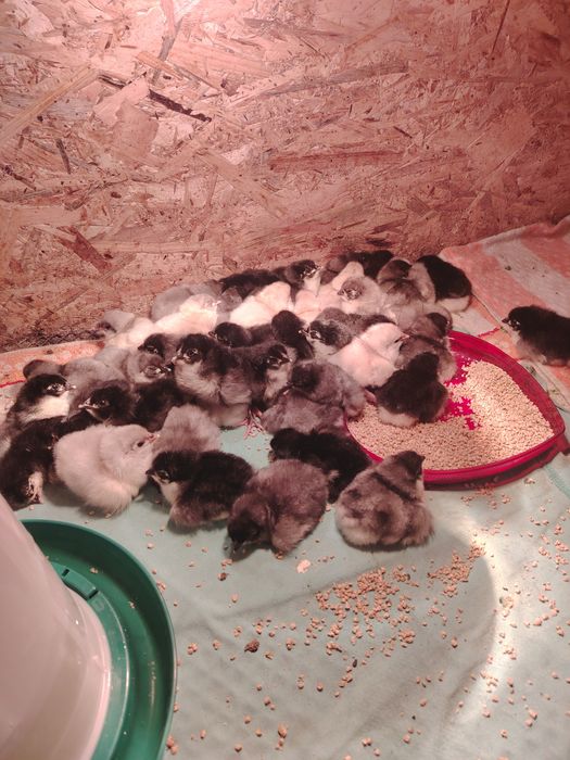 Vând pui de găina Australorp.