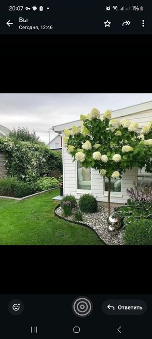 Гортензия саженцы