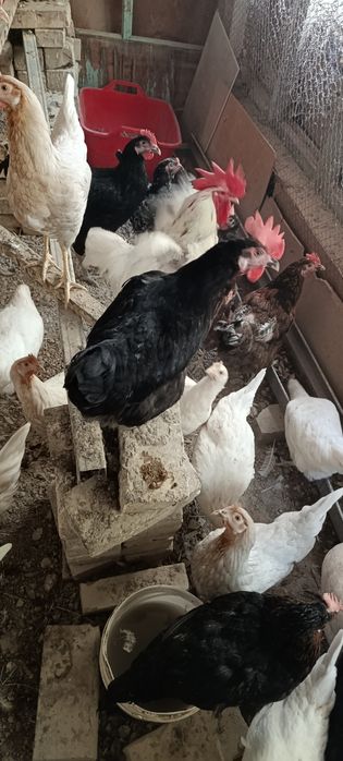 Товуклар Хар хил турлари бор
