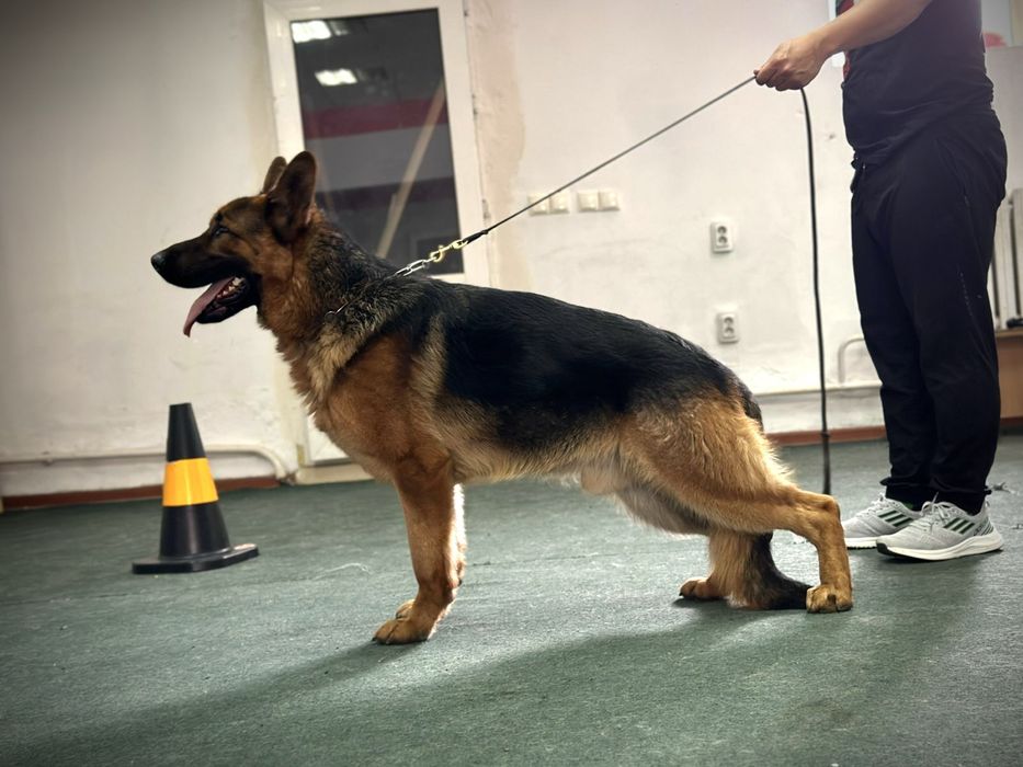 Приглашаем на вязку Кобеля.