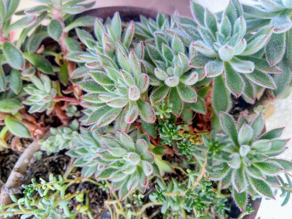 Gasteria carinata var. verrucosa - вкоренени издънки