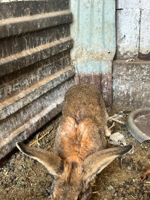 Продам Кроликов Срочно