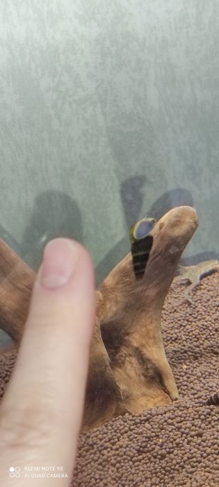 Продам улиток тиломилания( кролик)