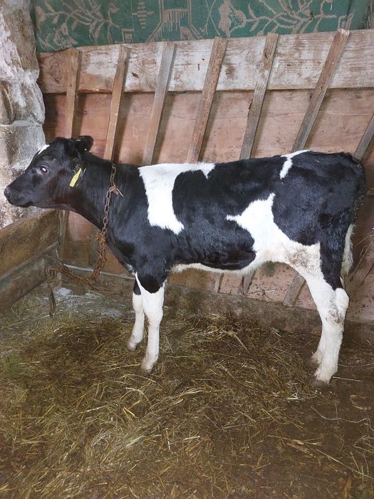 Tauras semi-intarcat