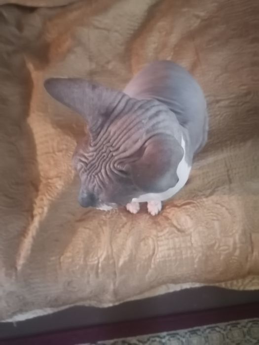 Дән кий сфинкс кот Обмен