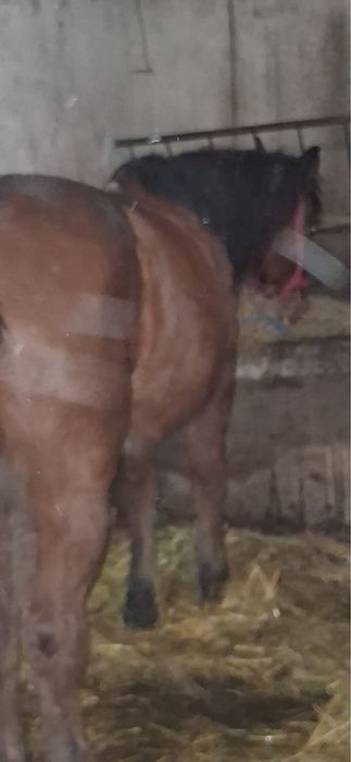 Vand cal castrat de 8 ani