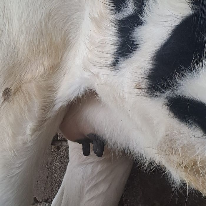 Корова. Продам срочно!