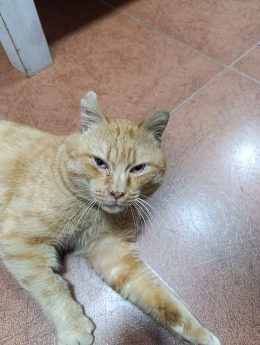 Котик в хорошие руки