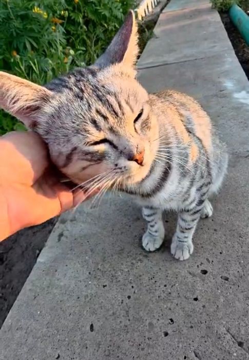 Британский котик ищет добрые руки