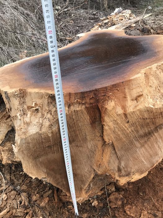 Корен от вековен орех.