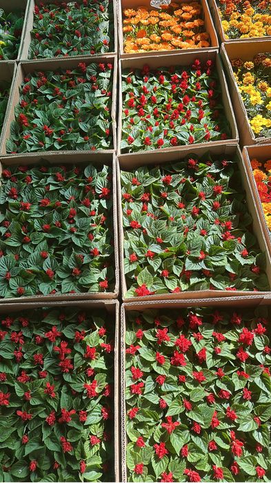 Петунья,бархатцы оптом