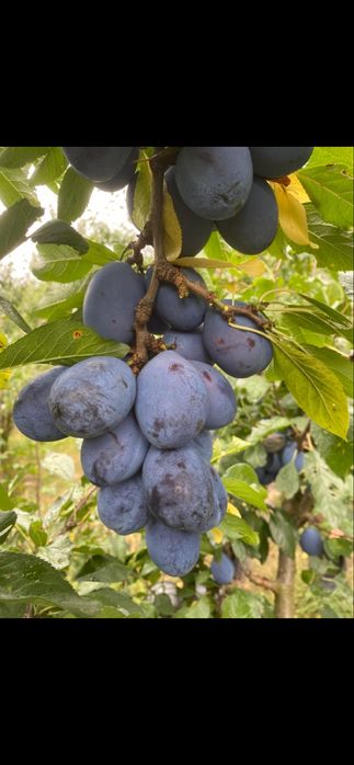 Prune de vanzare ( stanley, anashpat, top-hit, president,)
