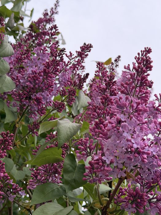 Сирень фиолетовая