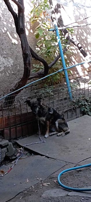 Пропала собака с синим ошейником. Вознаграждение.