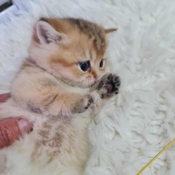 Британская короткошерстная. Котята