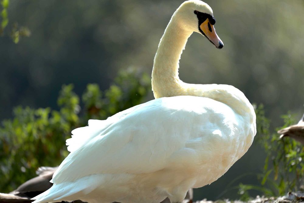 Камера Panasonic DMC-FZ1000