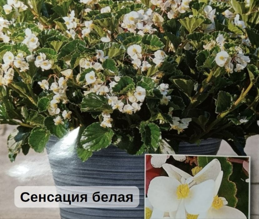 Вечноцветущие бегонии