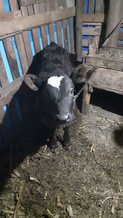 Vițea angus neagră