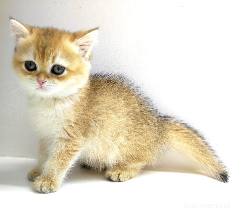 коШечКа  и коТик БриТансКие