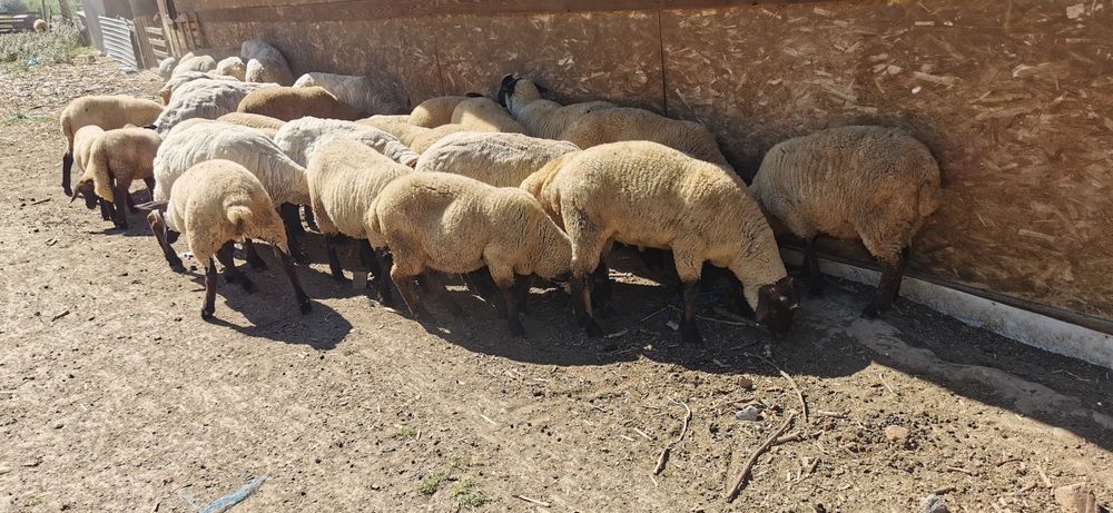 Vand oi metis suffolk