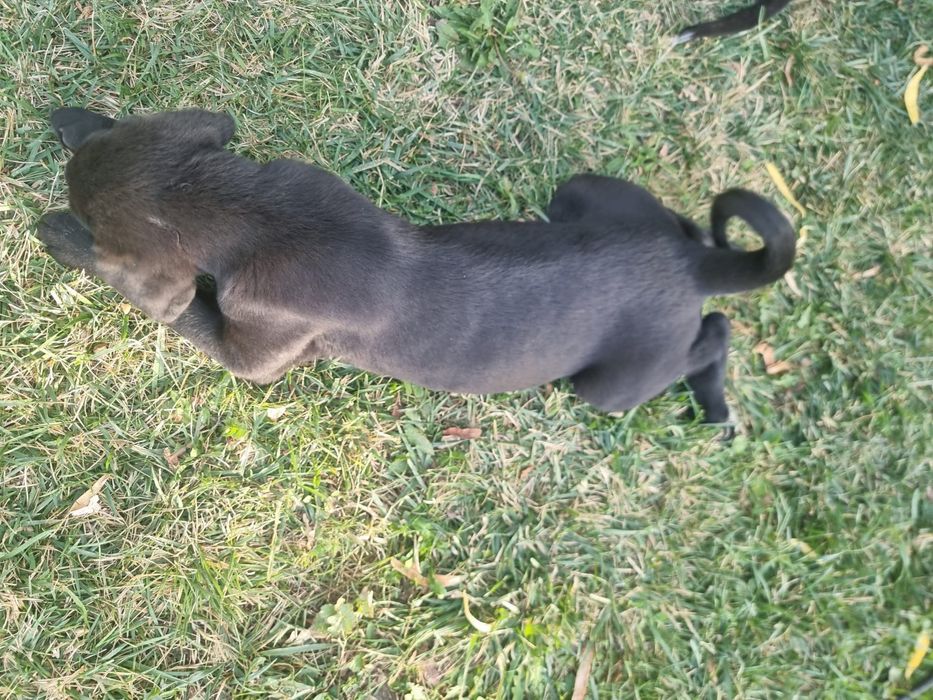 Ofer spre adopție