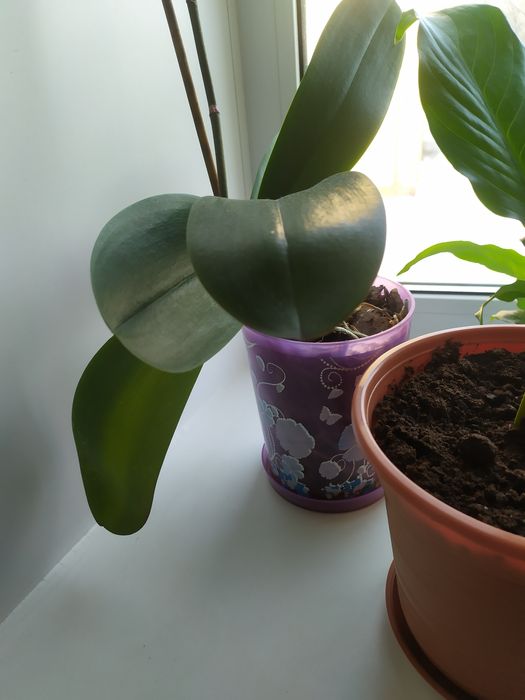 Продам цветок орхидея