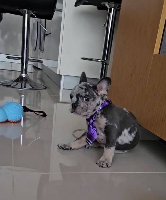 Французский бульдог вязка