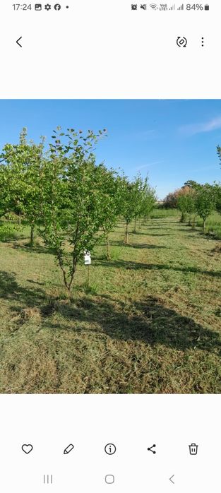 Vând casa la Grăniceri 285mp cu gradina suprafață totală 4500 mp