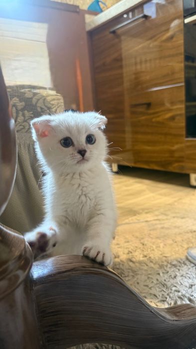 Шотландский вислоухий котенок девочка 2 месяцев