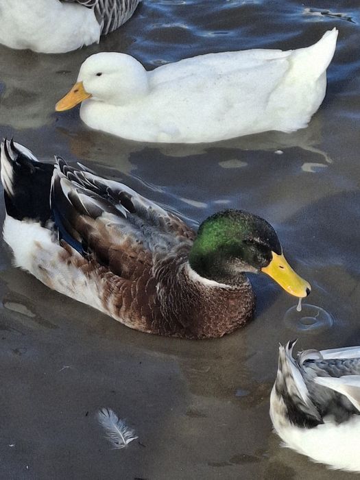 Утки и утаки разные 50 шт