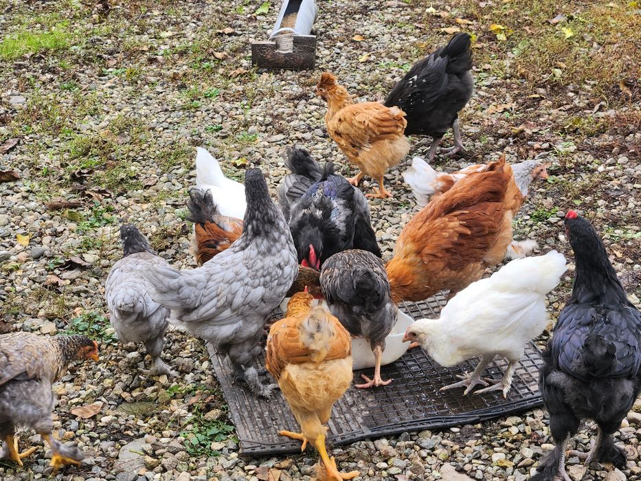 Puicute si Cocoși Australorp si alte rase de 5 luni